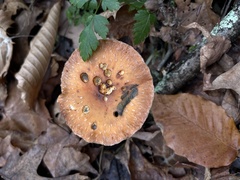 Leratiomyces squamosus thraustus