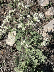 Parthenium confertum