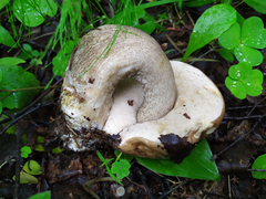 Leccinum duriusculum