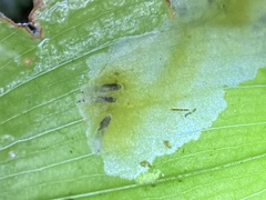 Parallelomma vittatum