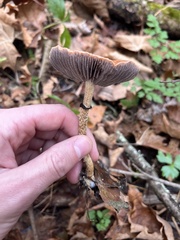 Leratiomyces squamosus thraustus