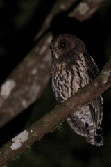 Strix virgata