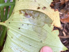 Parallelomma vittatum