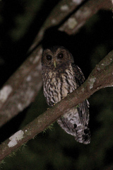 Strix virgata