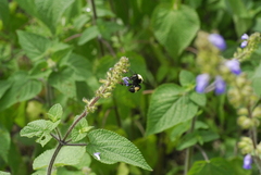 Bombus steindachneri