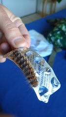 Paracles fusca