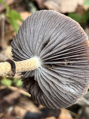 Leratiomyces squamosus thraustus