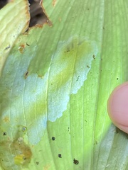 Parallelomma vittatum
