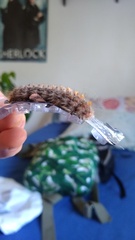 Paracles fusca