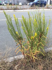 Solidago sempervirens