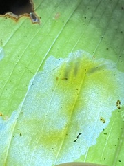 Parallelomma vittatum