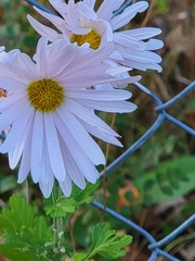 Leucanthemum maximum