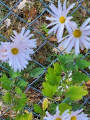 Leucanthemum maximum