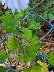 Leucanthemum maximum