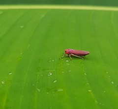 Bothrogonia ferruginea