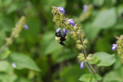 Bombus steindachneri