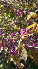 Callicarpa