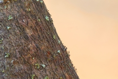 Phaeocalicium curtisii