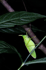 Copiphora rhinoceros