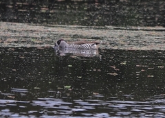 Malacorhynchus membranaceus