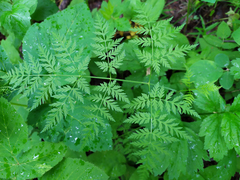 Conioselinum tataricum