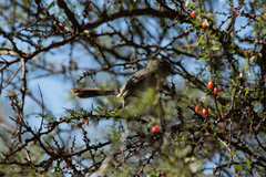 Stigmatura budytoides