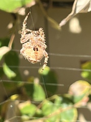 Araneus gemmoides