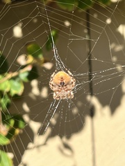 Araneus gemmoides