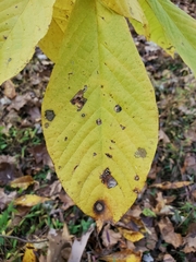 Phyllosticta asiminae