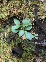 Micranthes virginiensis