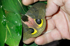 Automeris belti