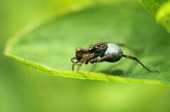 Acantholycosa lignaria