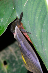 Automeris belti