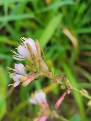 Gaura
