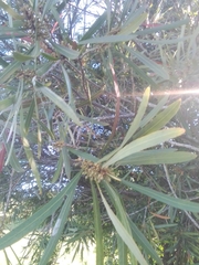 Pouteria salicifolia