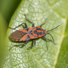 Spilostethus furcula