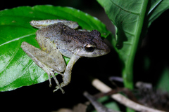 Craugastor crassidigitus