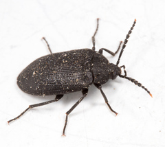 Penthe pimelia