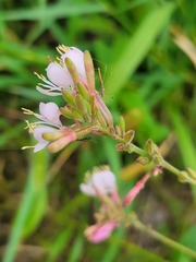 Gaura