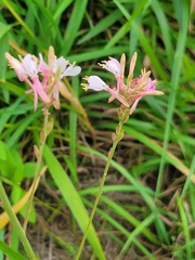 Gaura