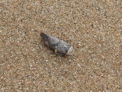 Ptyelus grossus