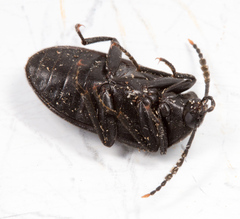 Penthe pimelia