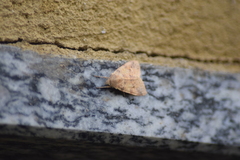 Xylenini