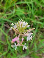 Gaura