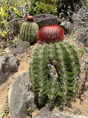 Melocactus intortus