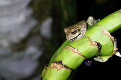 Smilisca manisorum