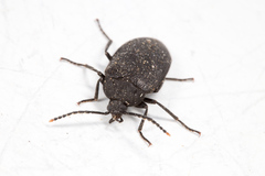 Penthe pimelia