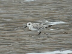 Calidris alba