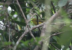 Vireo hypochryseus