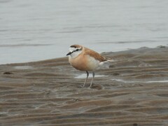 Charadrius marginatus